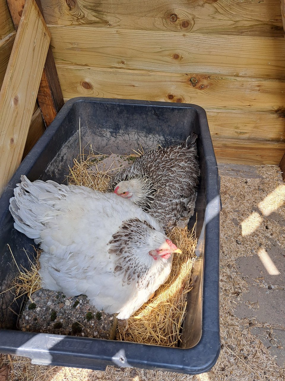 De broedeitjes van mijn mooie bramha kippen