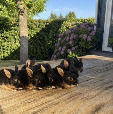 Baby konijnen te koop