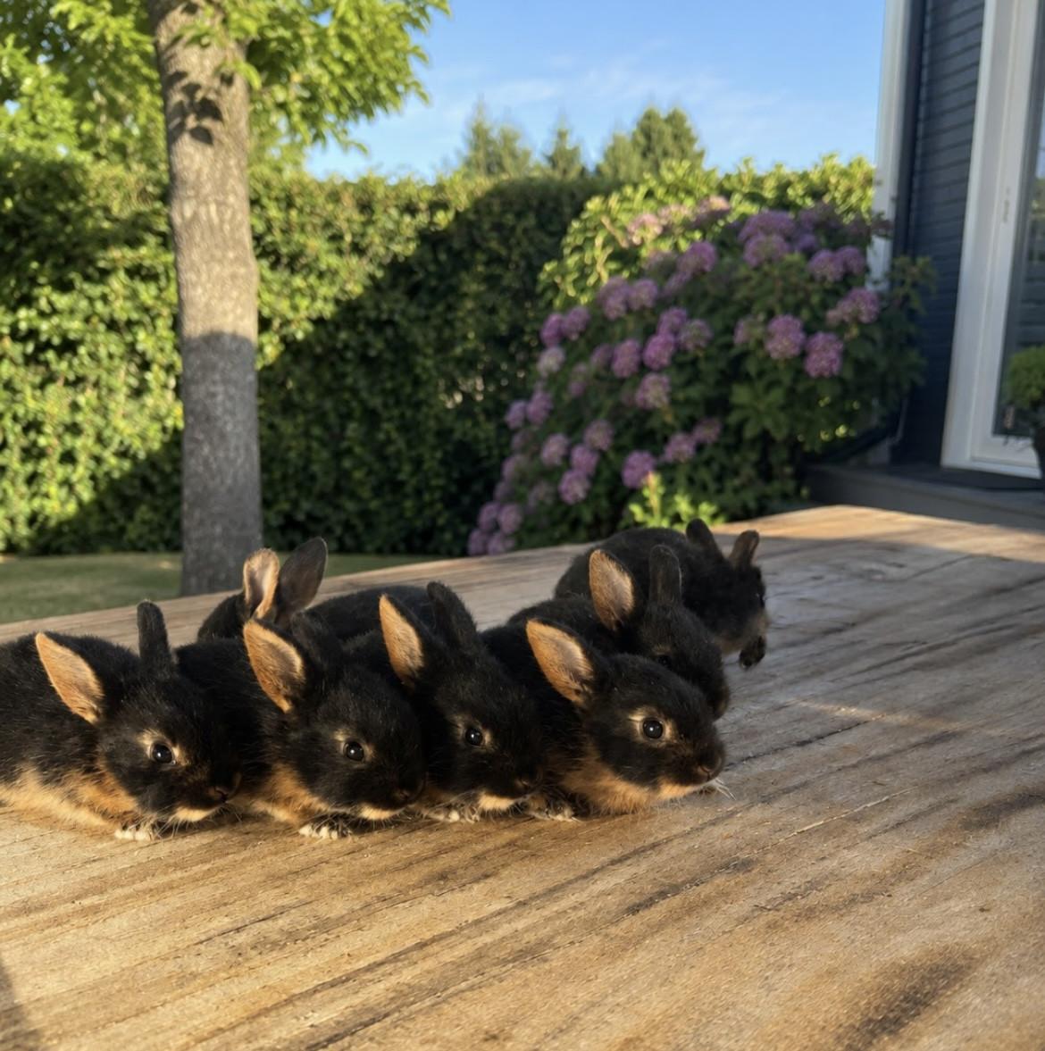 Baby konijnen te koop