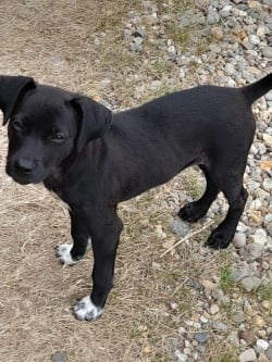 Klein hondje