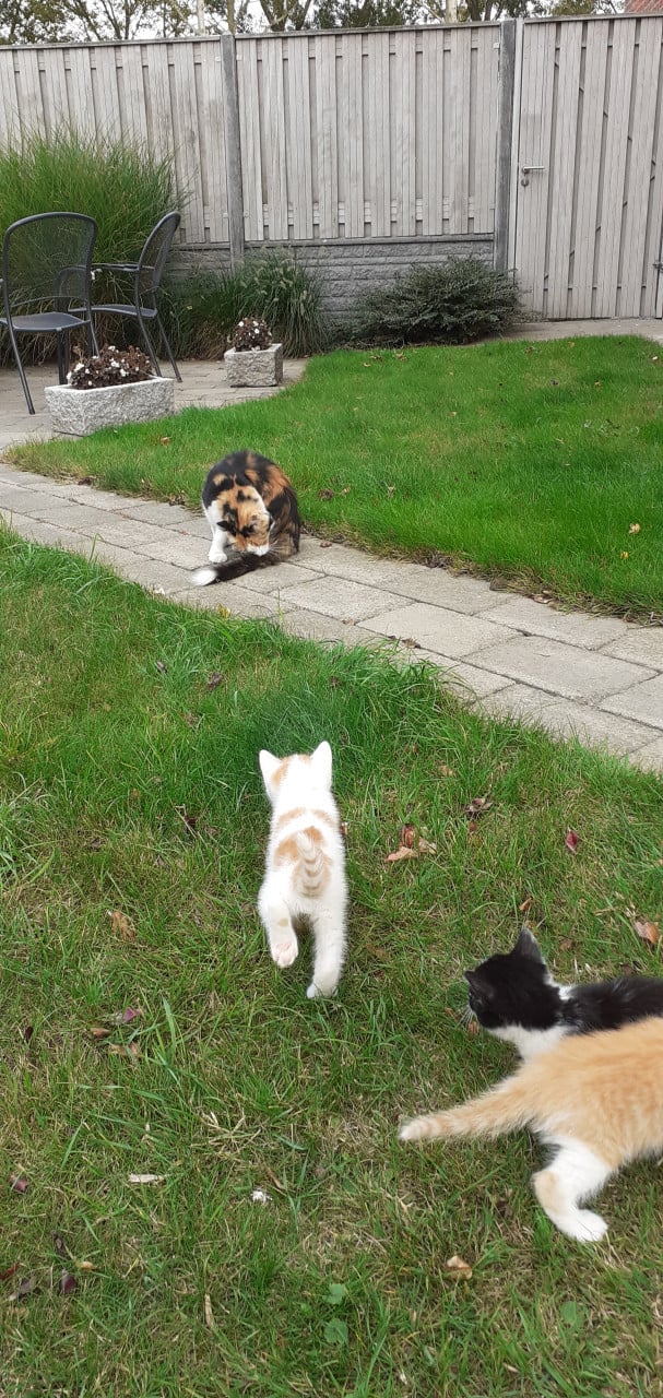 Kittens
