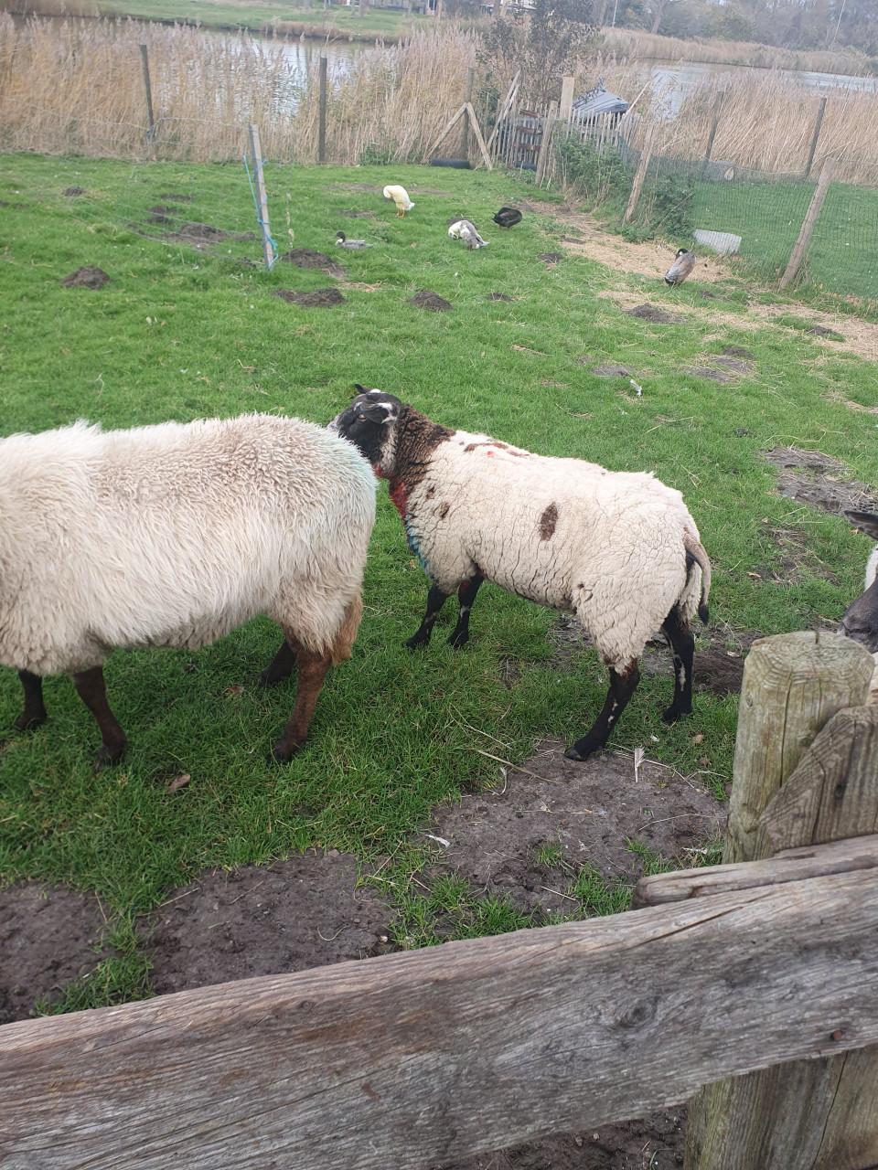 Schaap schapen drachtig ooi ooien