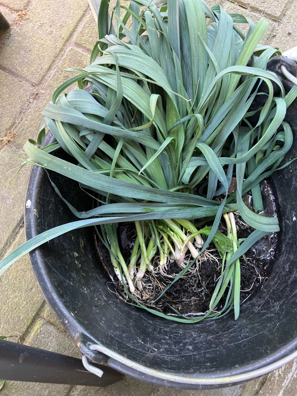 Prei planten te koop