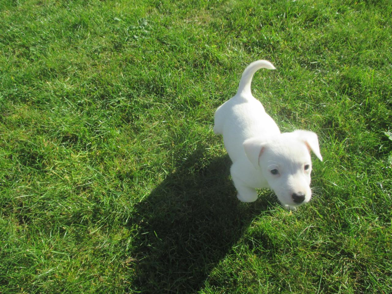 Mooie jack russell pups