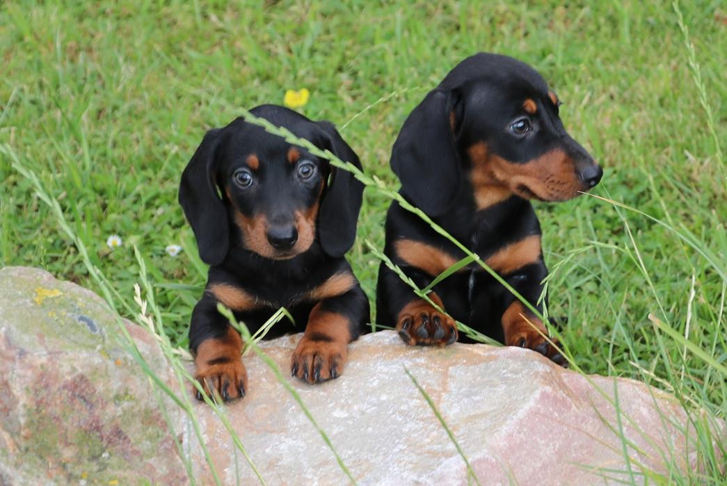 Black an tan dwerg teckel pups