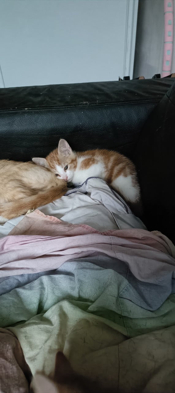 2 kittens