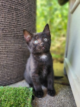 Sociale buiten kittens (jongens) (europees x brits korthaar