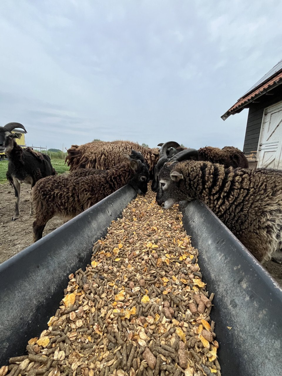 Soay Schapen - ooi / ram lammetjes