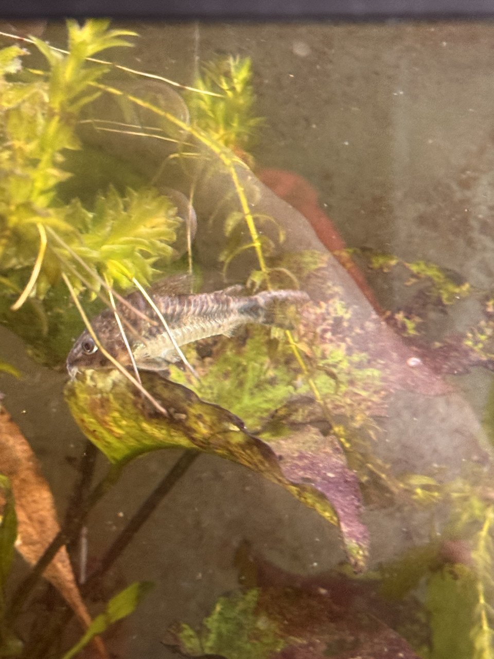 Vissen warm water