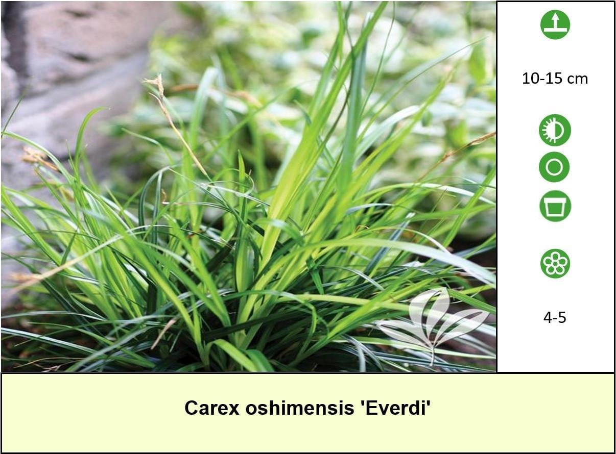 Mooie bijen,- en vlinderplanten in ons kraampje voor € 1,25 s/st. ++ TIP ++
