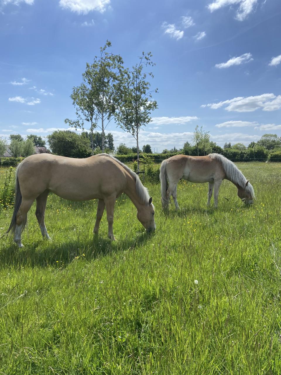 Bijna 6-jarige Palomino PRE merrie