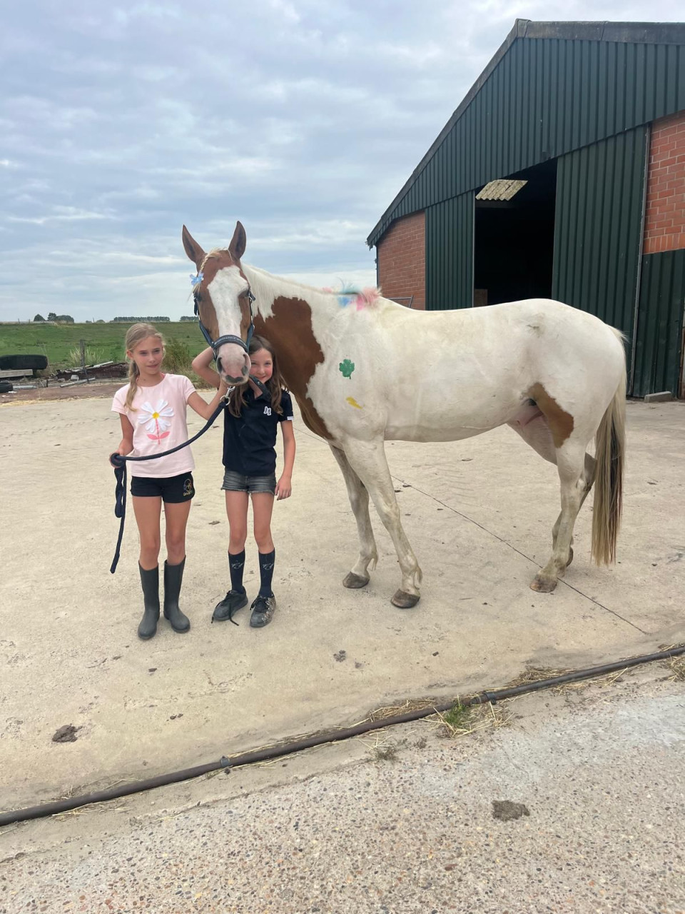 Lieve bonte pony