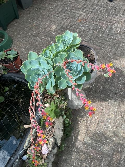 Prachtige Echeveria succulent met meerdere rozetten en lange, bloeiend