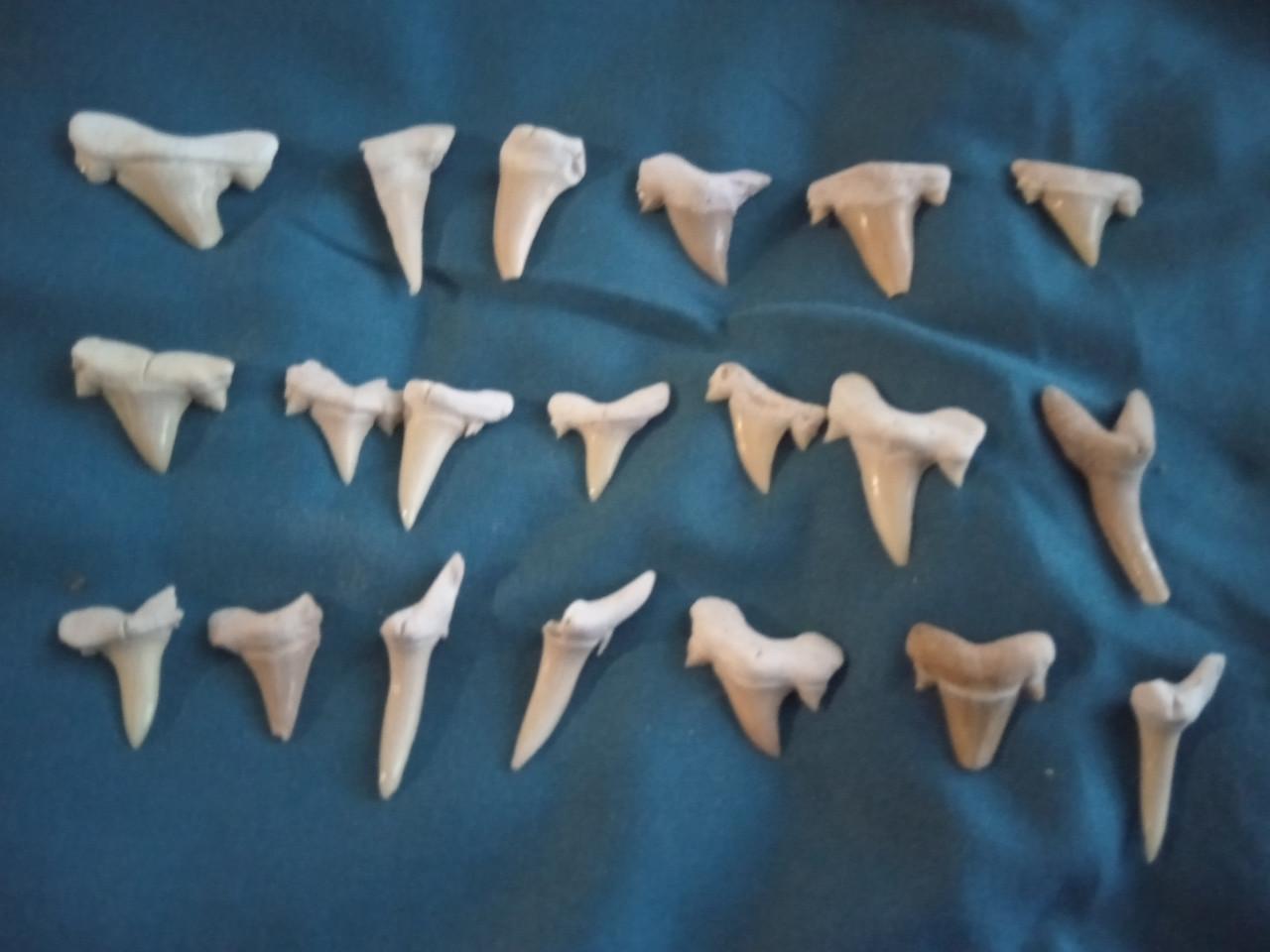 Wegens beëindiging verzamelen 20 witte haaientanden