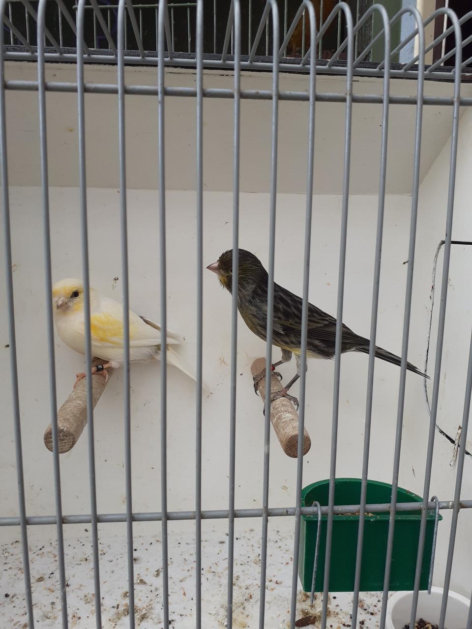 Koppel kanaries ( broedrijp. )