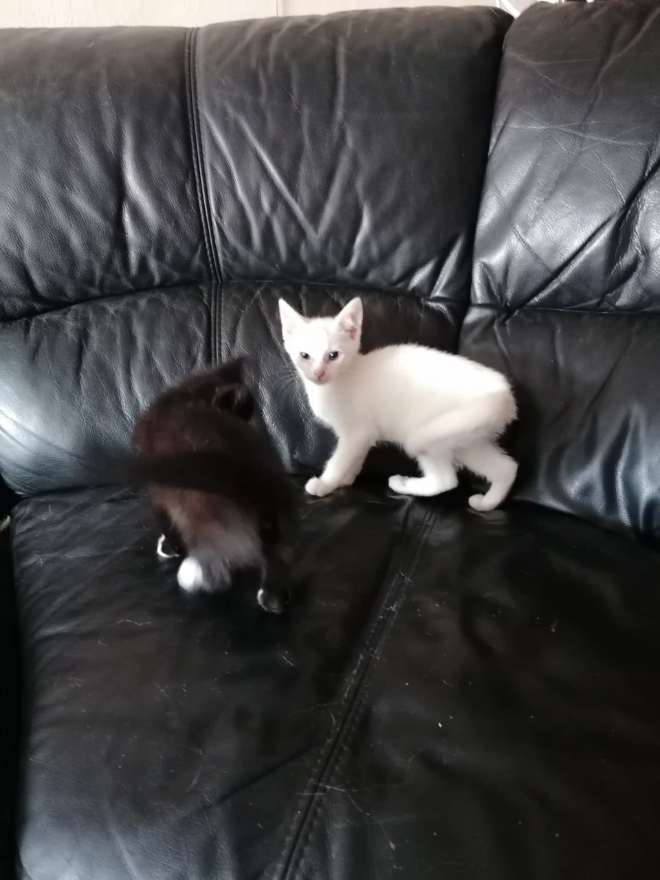 Kittens