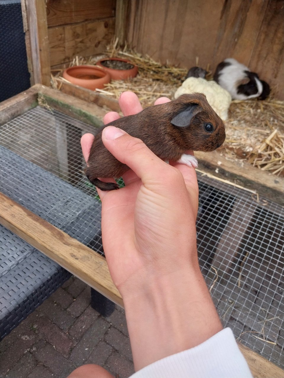 Cavia's mogen ook apart weg