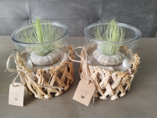 Tillandsia in pot met zeeëgel