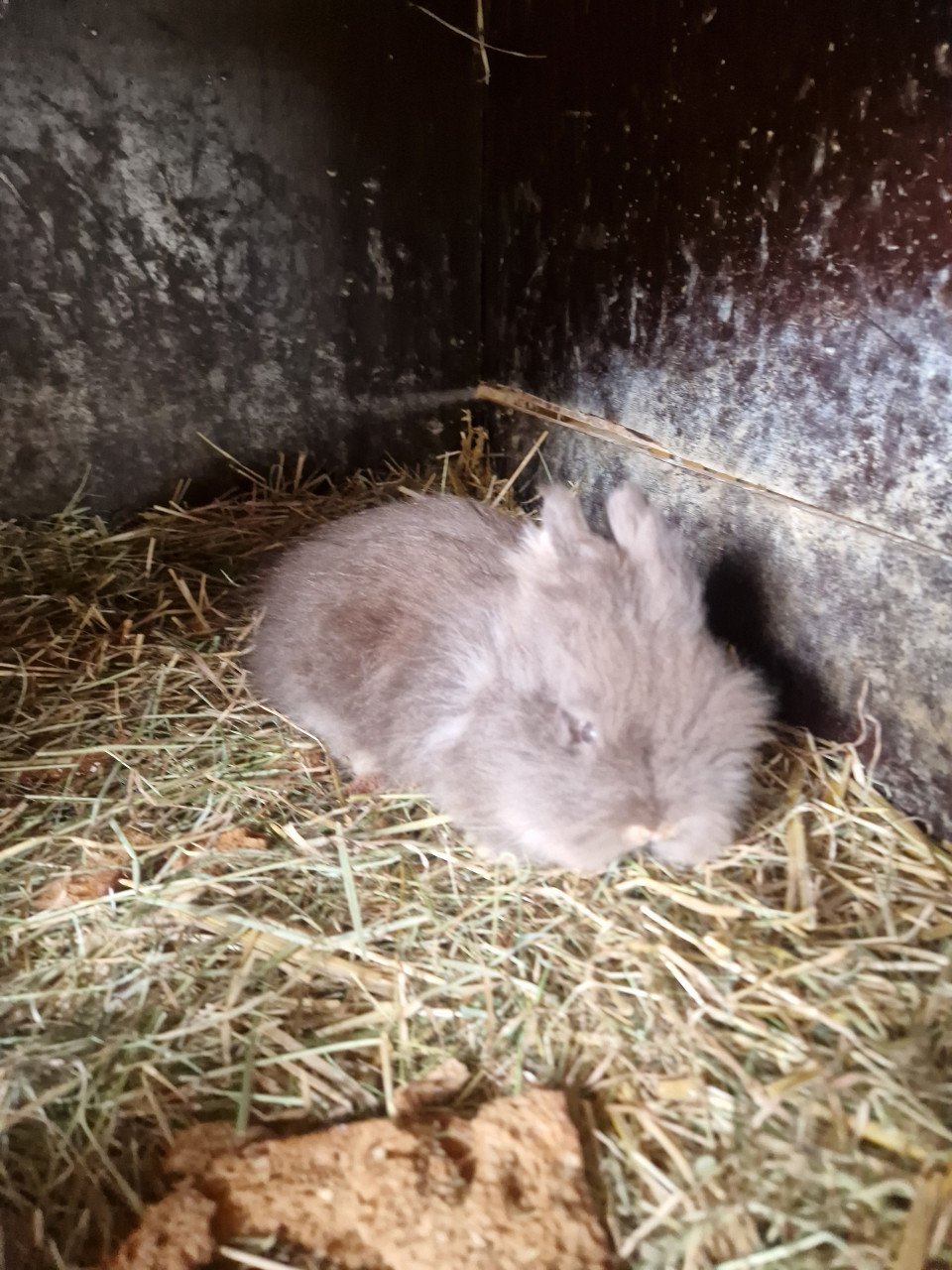 Lief teddy dwergkonijntje