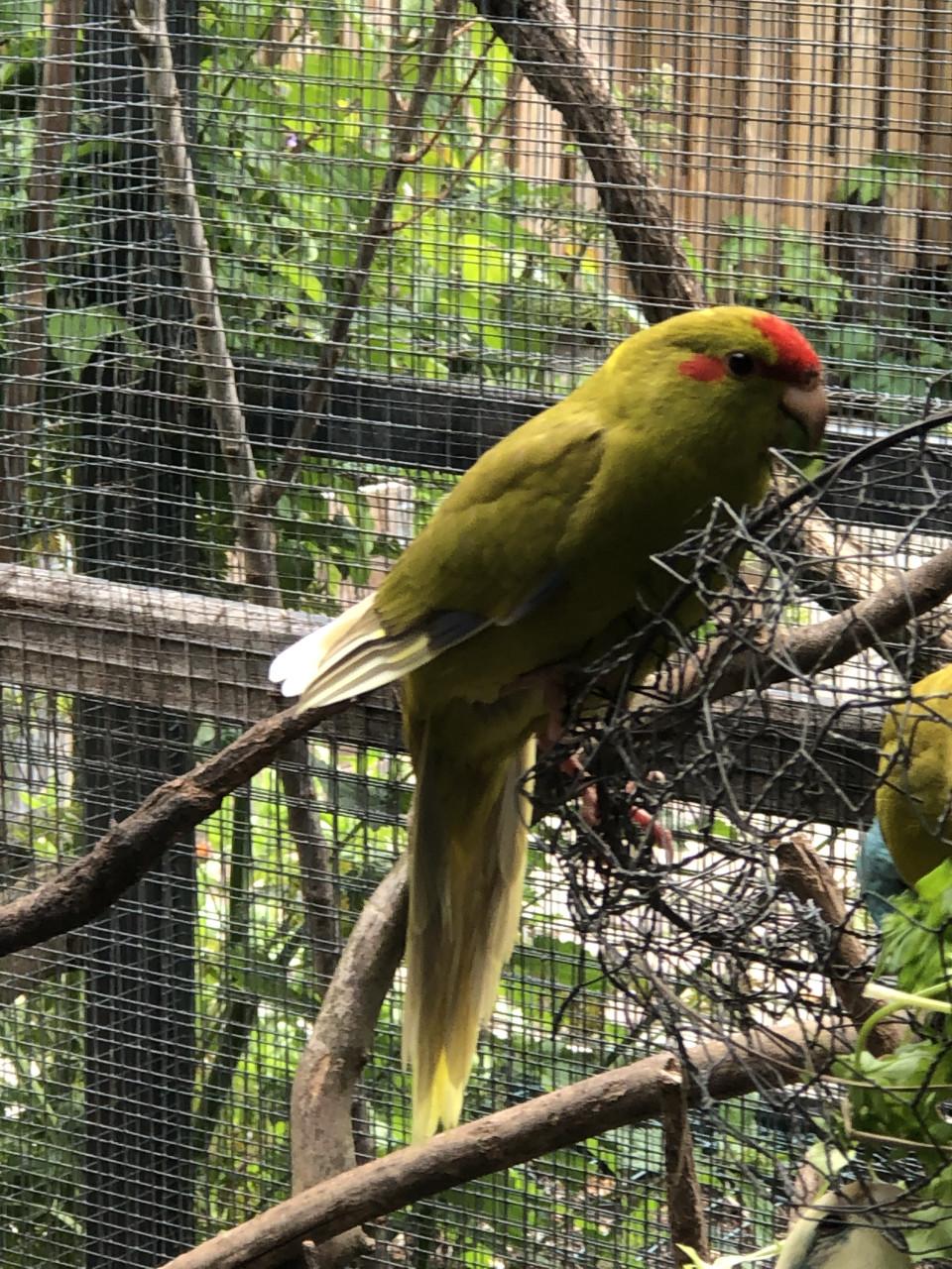 Kakarikis