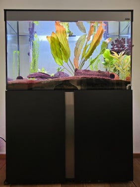 Aquarium incl grote pleco