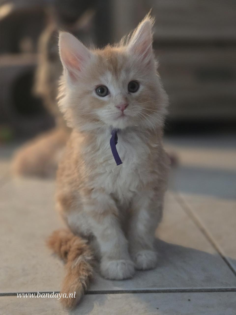 Mega mooie maine coon kittens met stamboom