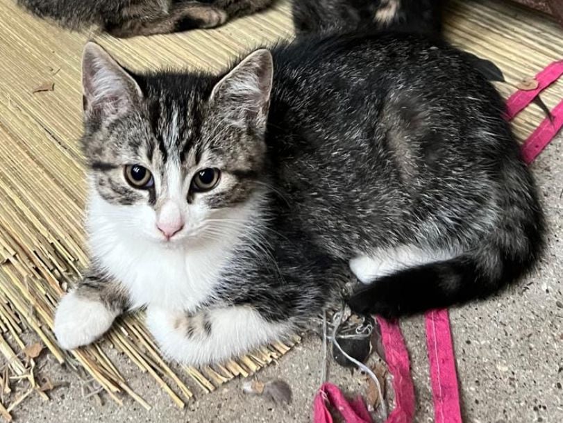 Lieve boerderij kittens gratis.