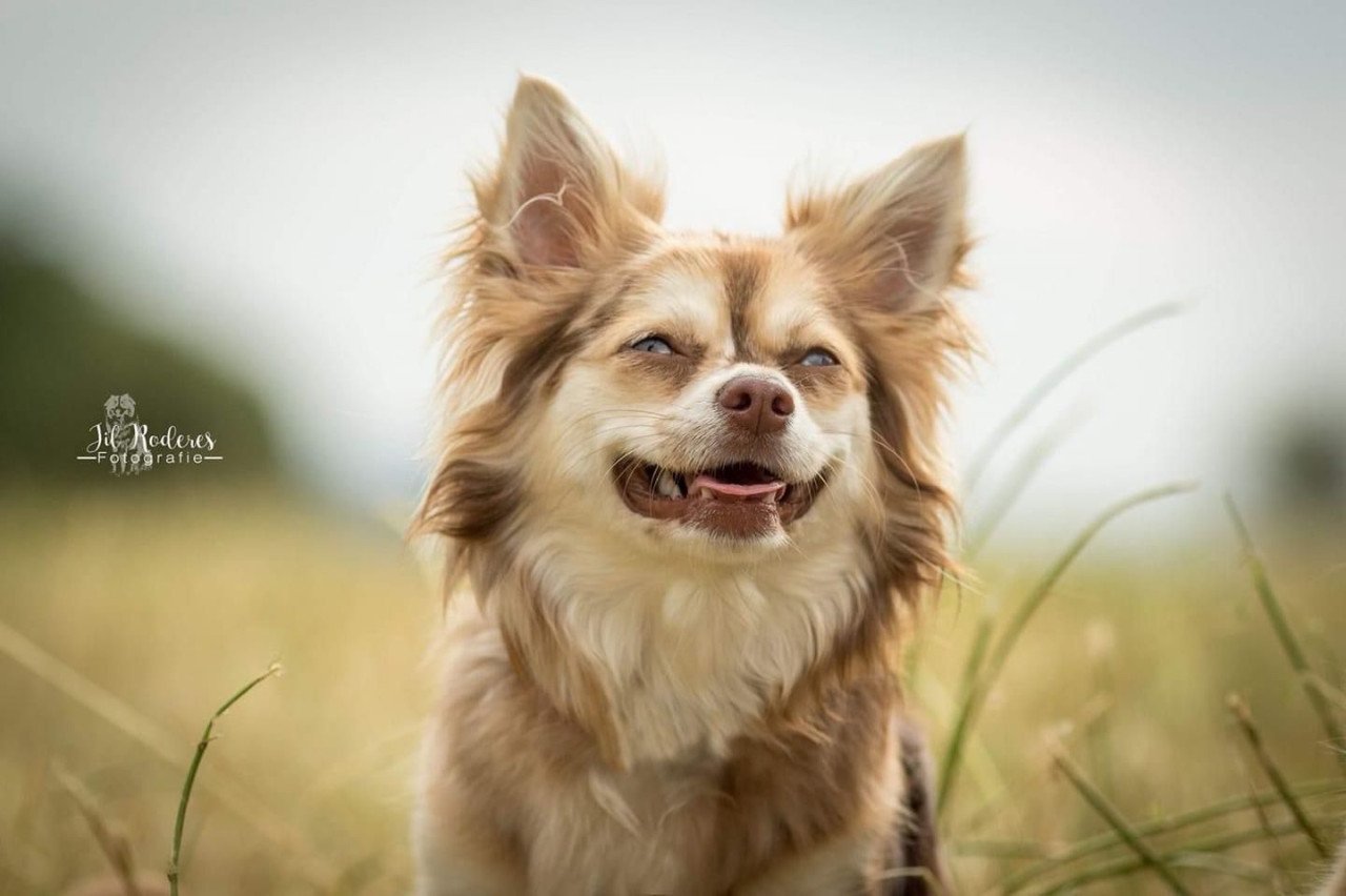 Lieve chihuahua tekoop aangeboden