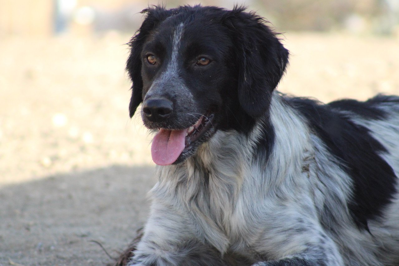 Alora Dog Rescue: Mona, dit lieve meisje zoekt een baasje