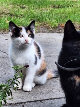 Kitten