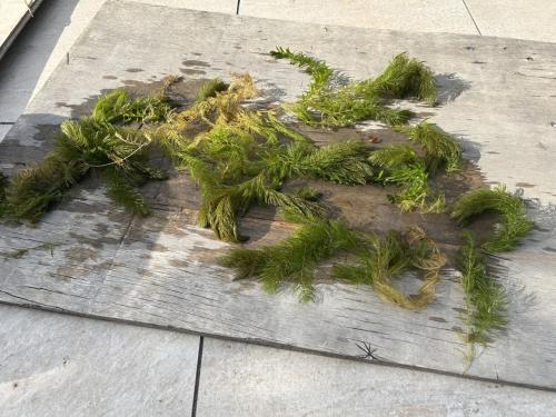 Vijverplanten/hoornblad/waterpest