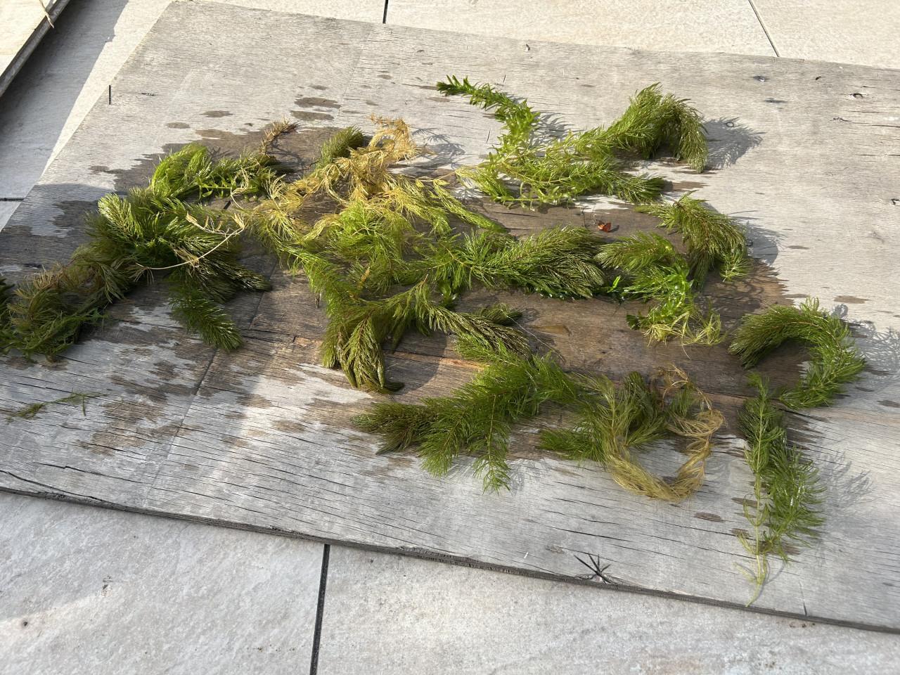 Vijverplanten/hoornblad/waterpest