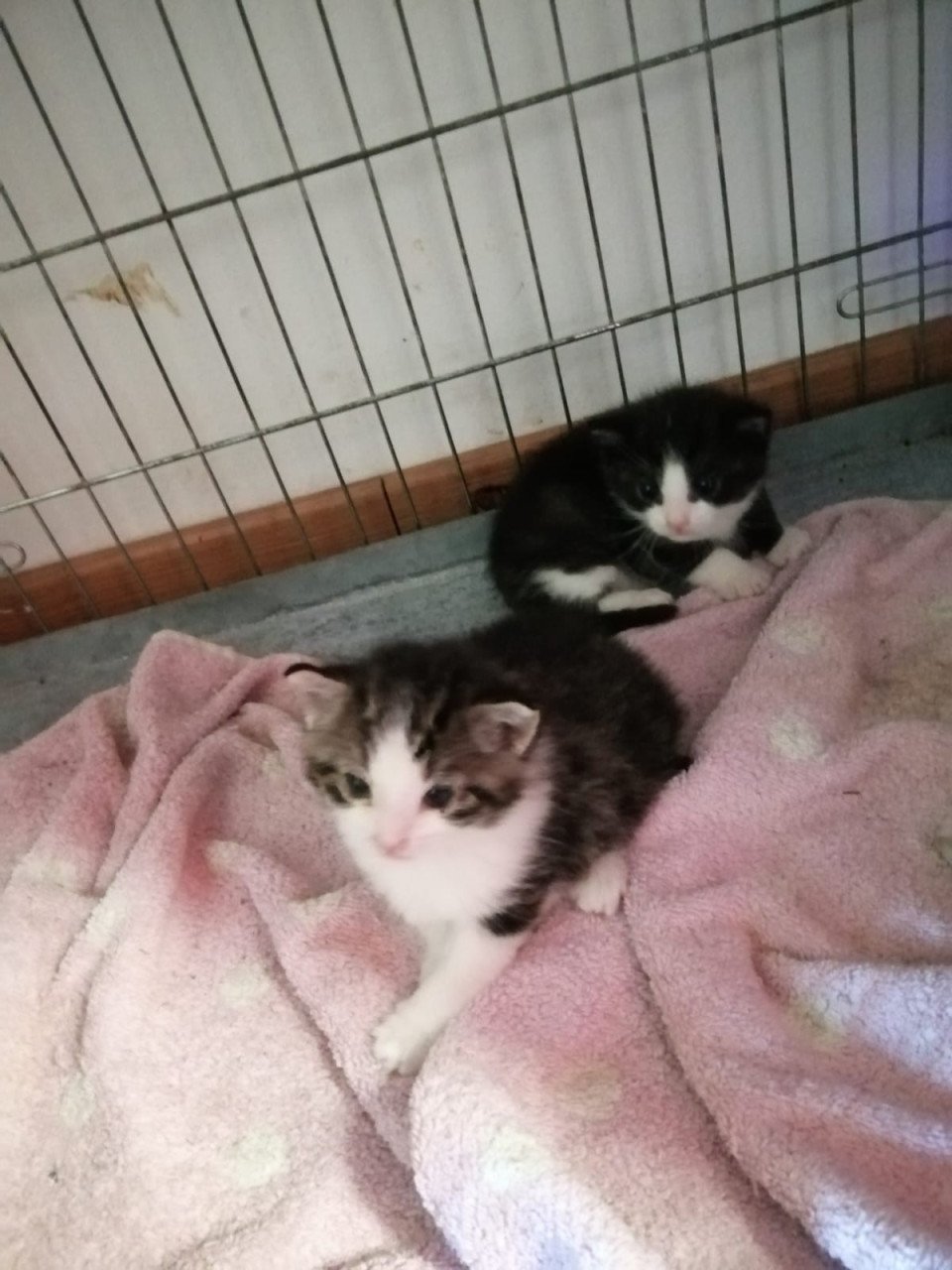 Kittens zoeken nieuw baasje