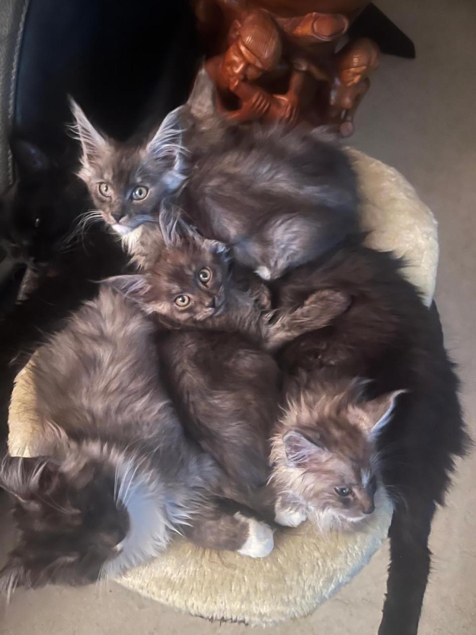 Maincoon kittens