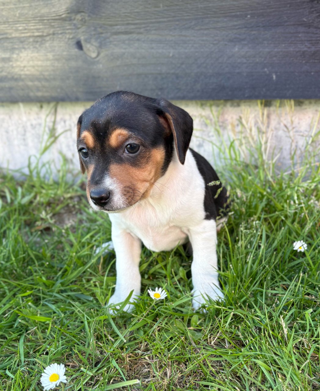 Prachtige boerenfox pups