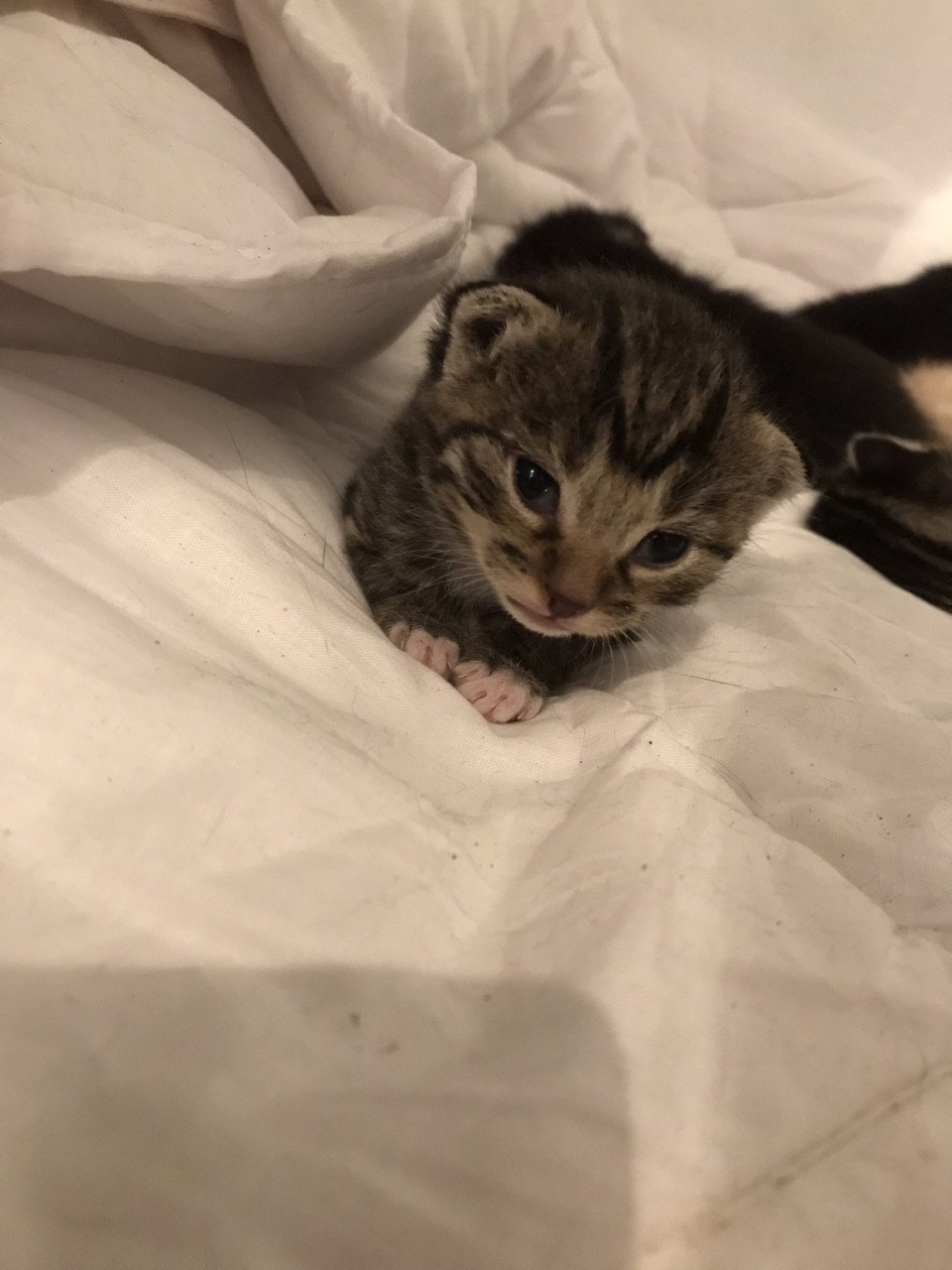 Kittens zoeken gouden mandje!