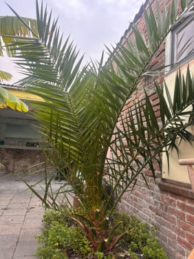 Grote Canarische dadelpalm