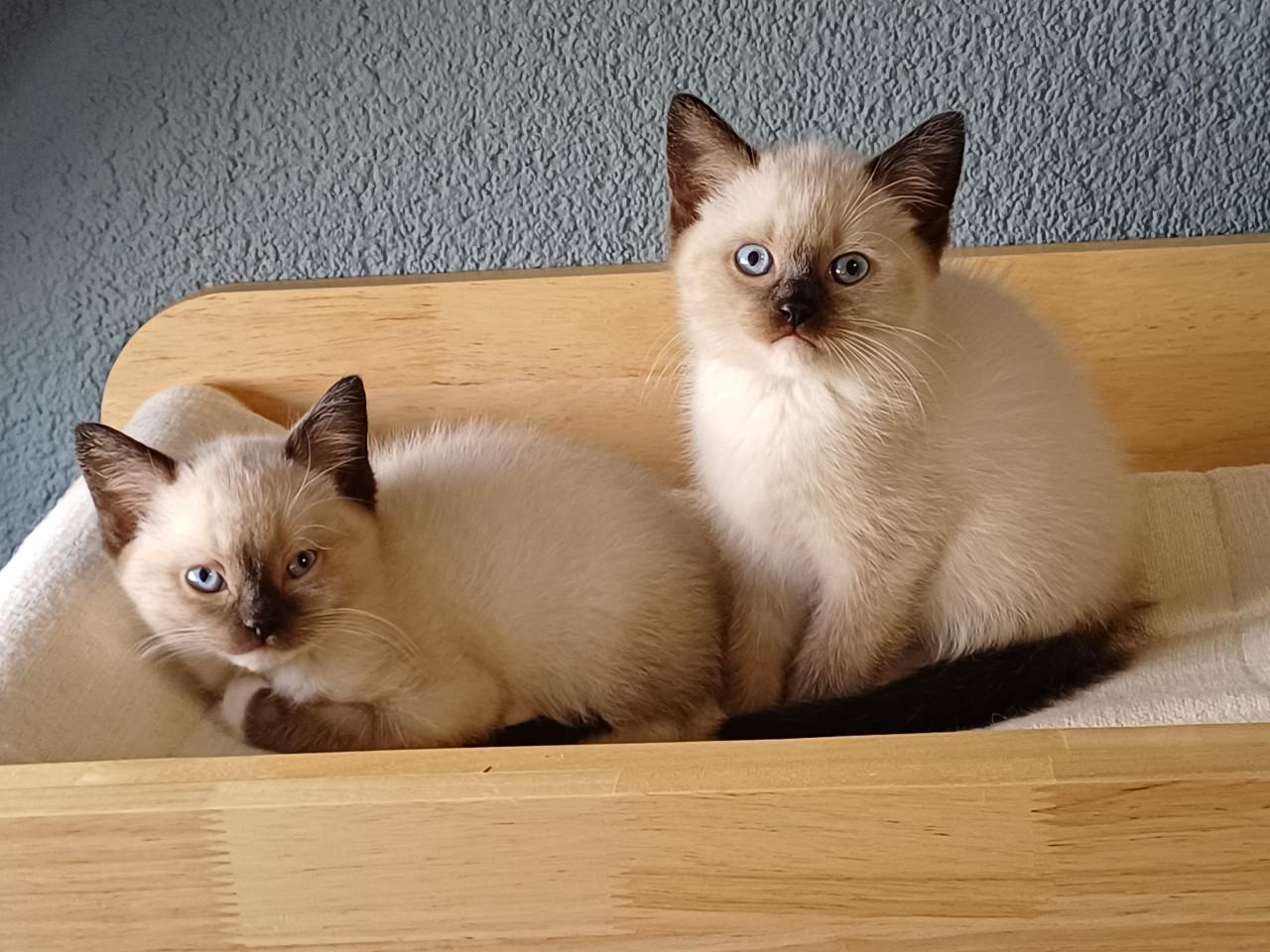 Prachtige Britse Korthaar x Ragdoll kittens beschikbaar.