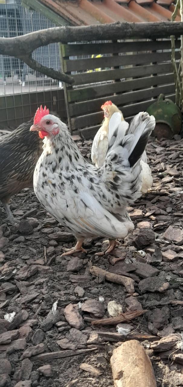 2 serama hennetjes 2025