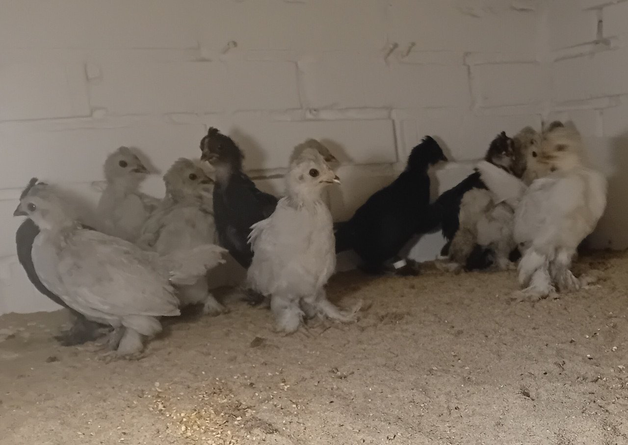 TE KOOP Altai Bantamca kriel hennetjes