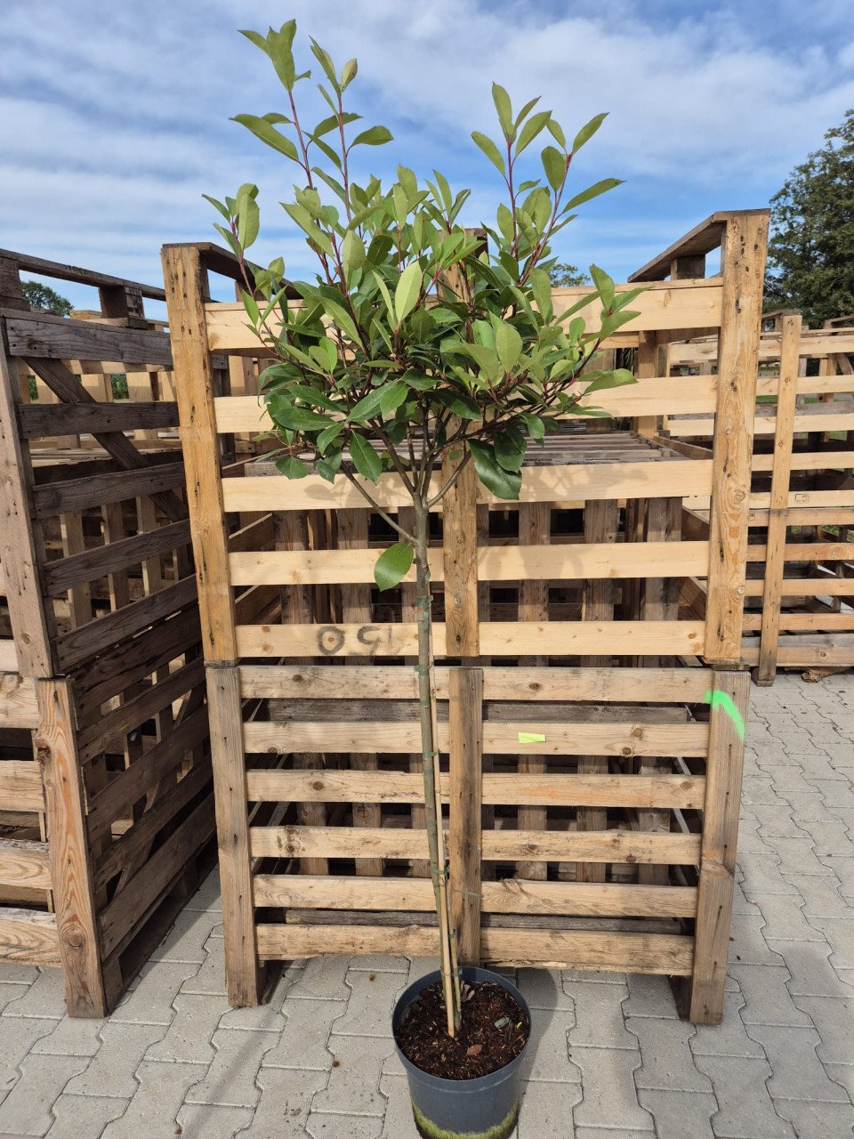 Photinia Fraseri - Red Robin op stam