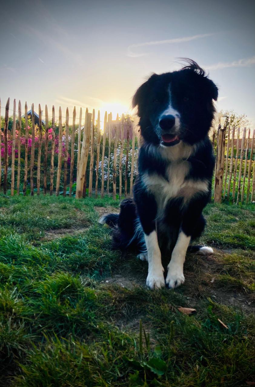 Puppies  duitse herder/ border collie