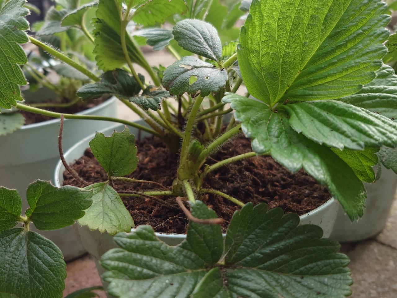 Aardbeienplantjes 4 per pot. Biologisch gegroeid!