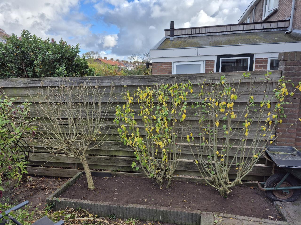 Betaalbare en Betrouwbare tuinman gezocht? Beschikbaar!!