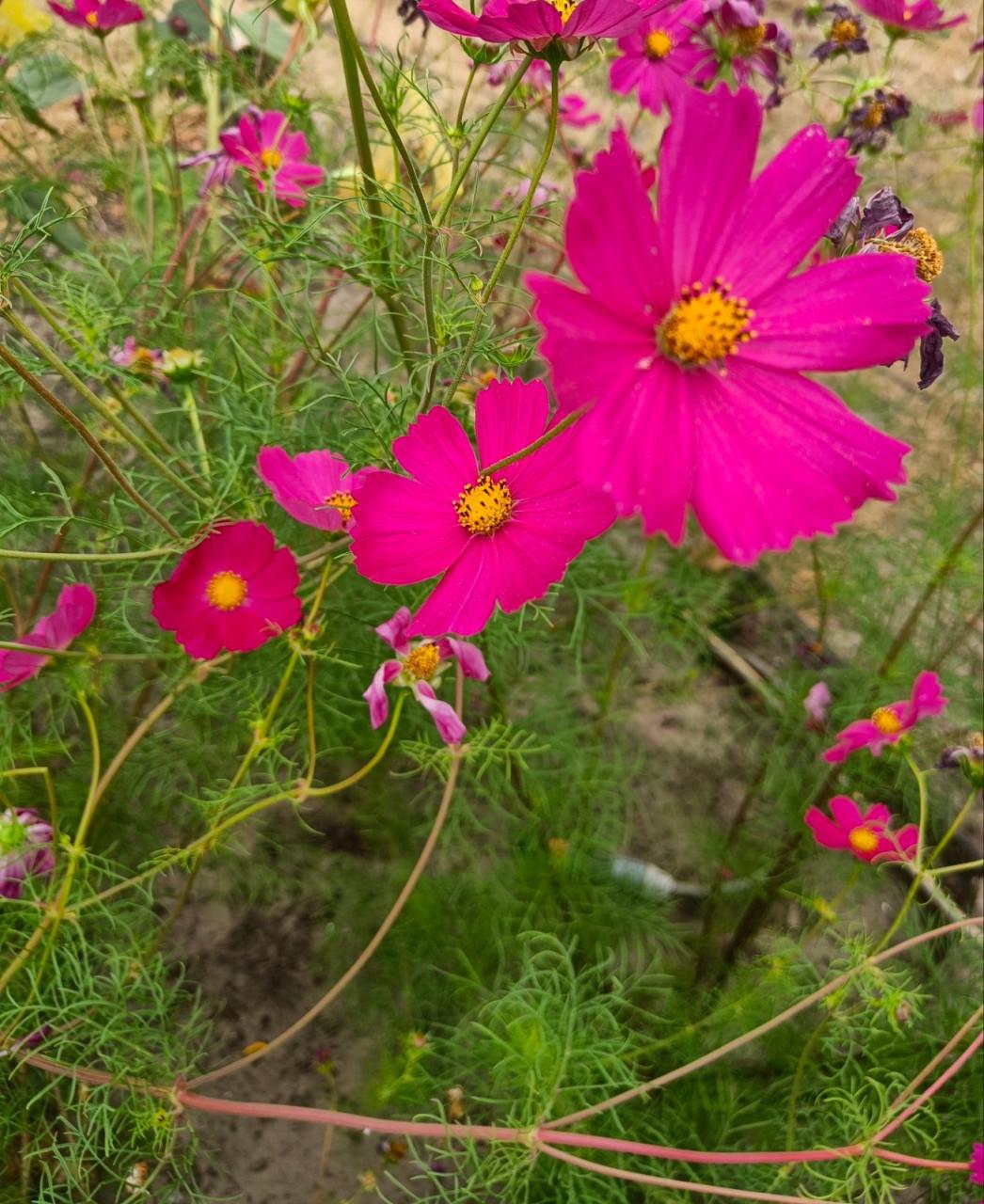 Zaden Cosmea - Cosmos Bipinnatus