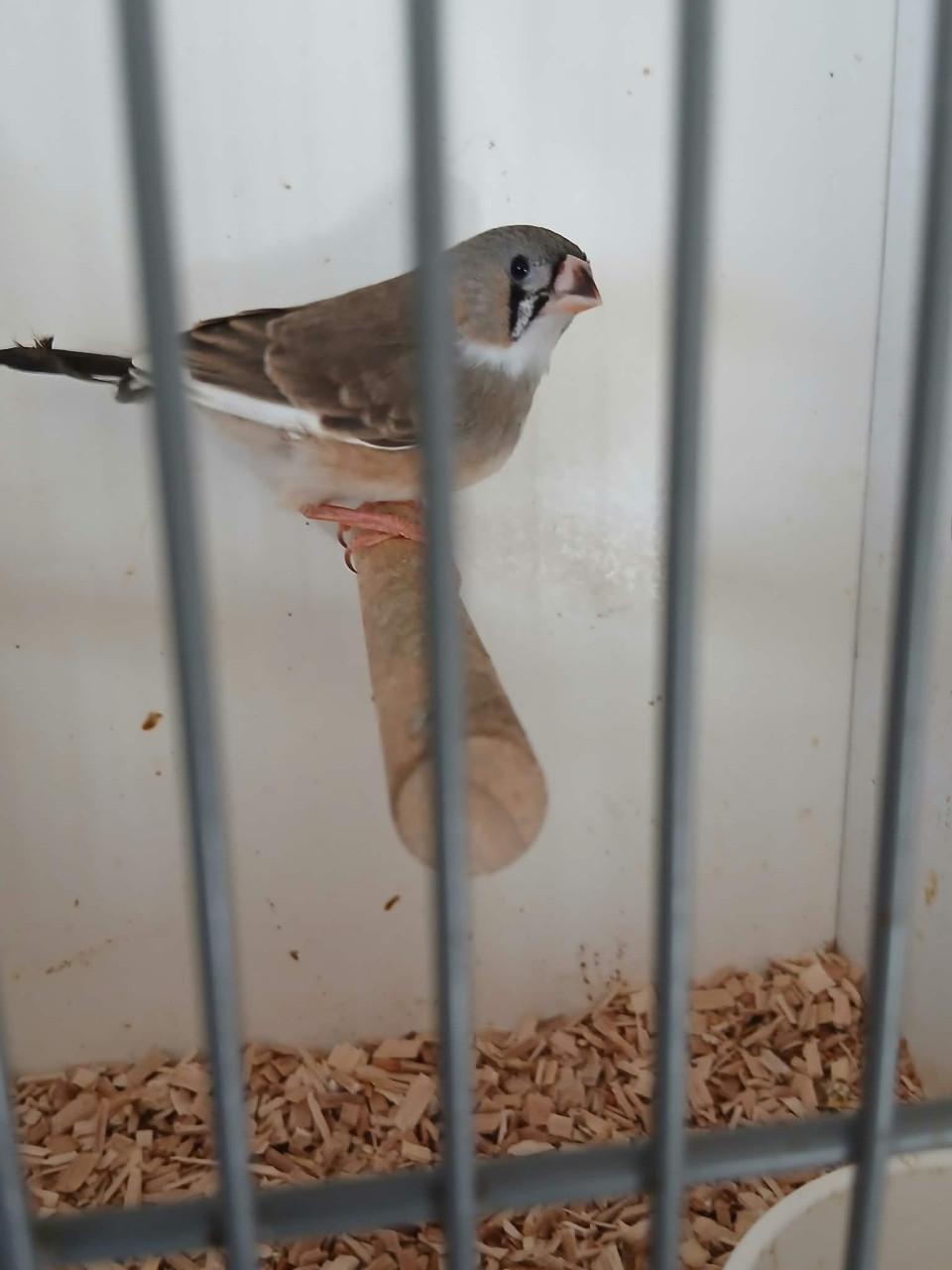 Te koop zebravinken