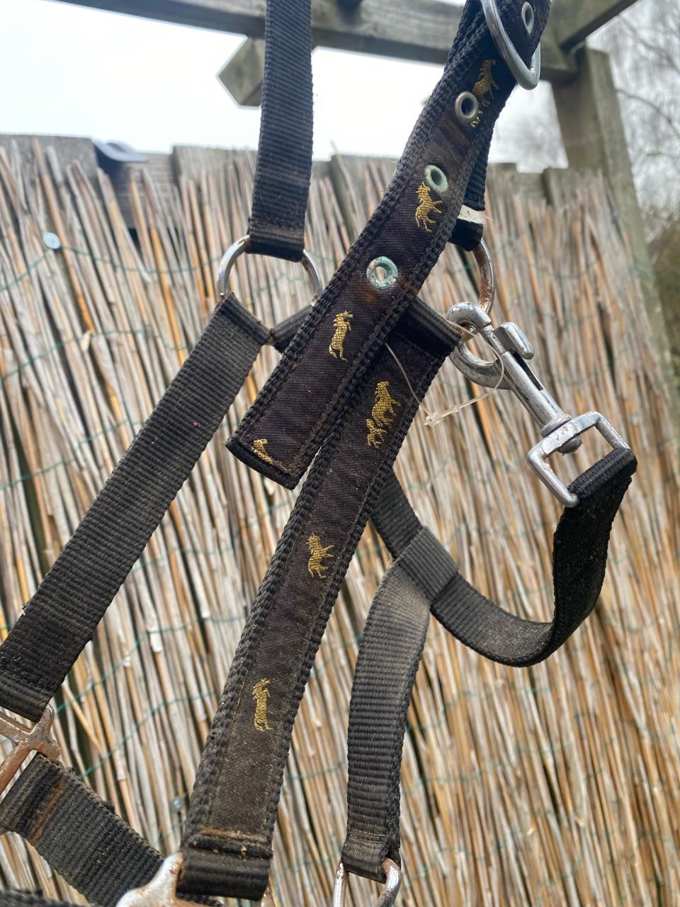 Gratis halsters full en cob