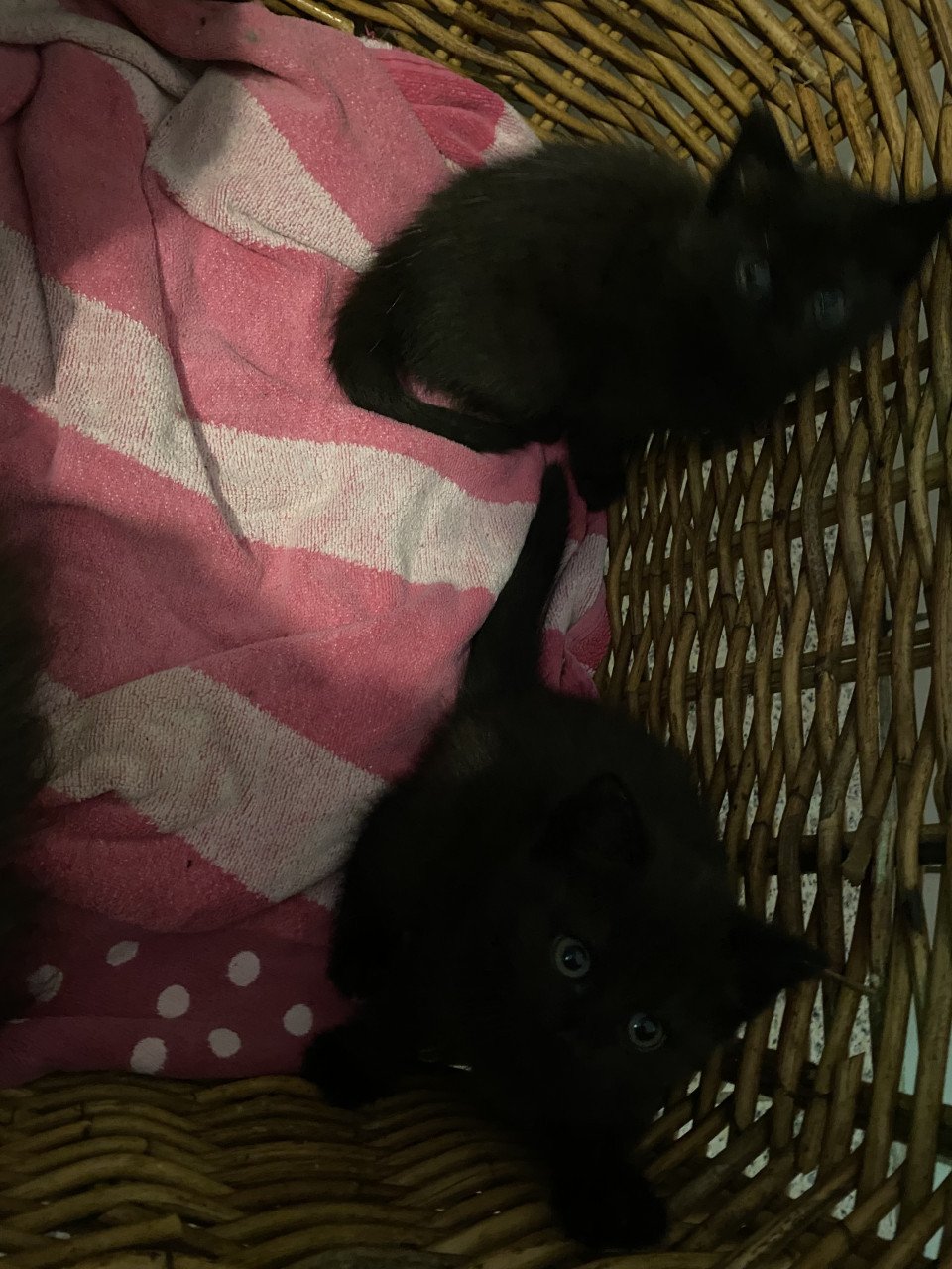 2 kittens
