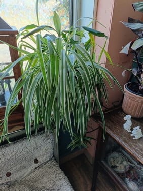 Kamerplanten