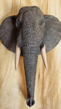 MOOIE OLIFANTEN HOOFD (DECORATIE)